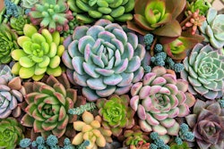 variety-of-succulents