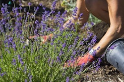 purple-plants-turf