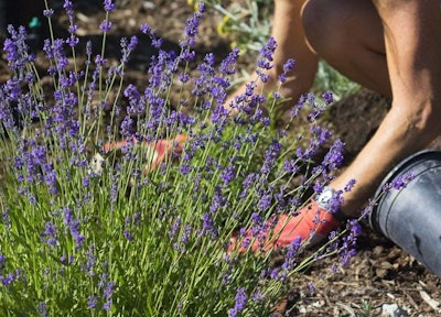 Photo of a Gardner Planting Purple Flowering Plant