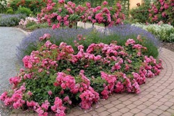pink-carpet-rose