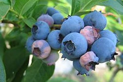 Blueberry-mummy-disease