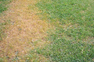 A spot of dead grass.