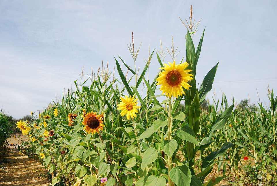 Image of Sunflowers and corn planting companions