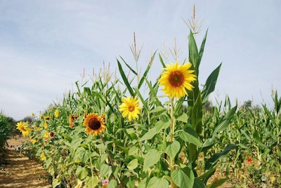 Tall plants, like corn and sunflowers, can offer support to lower-growing crops like cucumbers and peas. Photo: Max Pixel