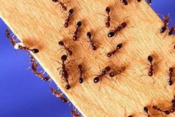 fire-ants-