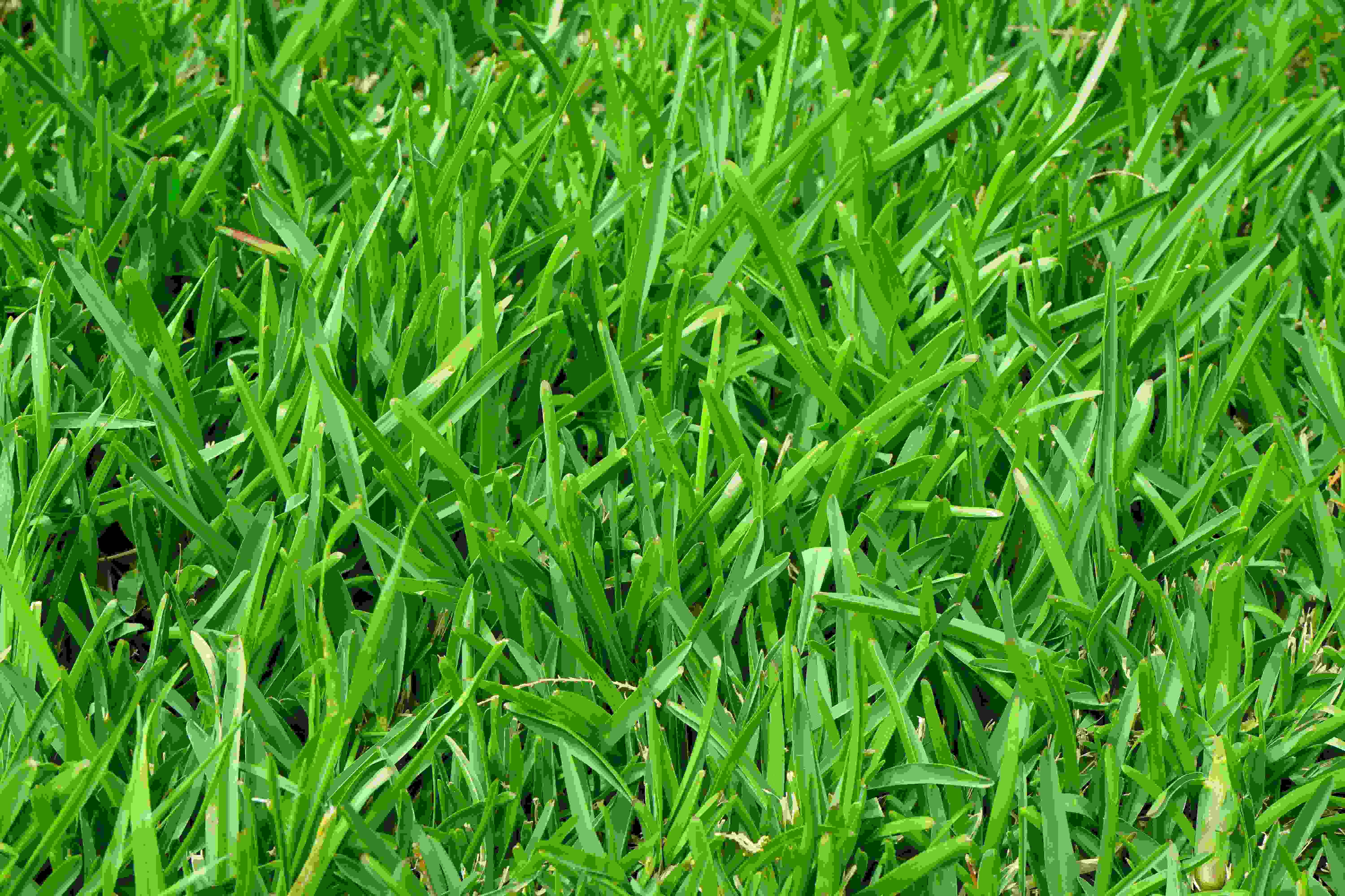 grass-growth-plant-lawn-meadow-green-957484-pxhere.com