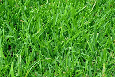 Close up of bright in color green lawn