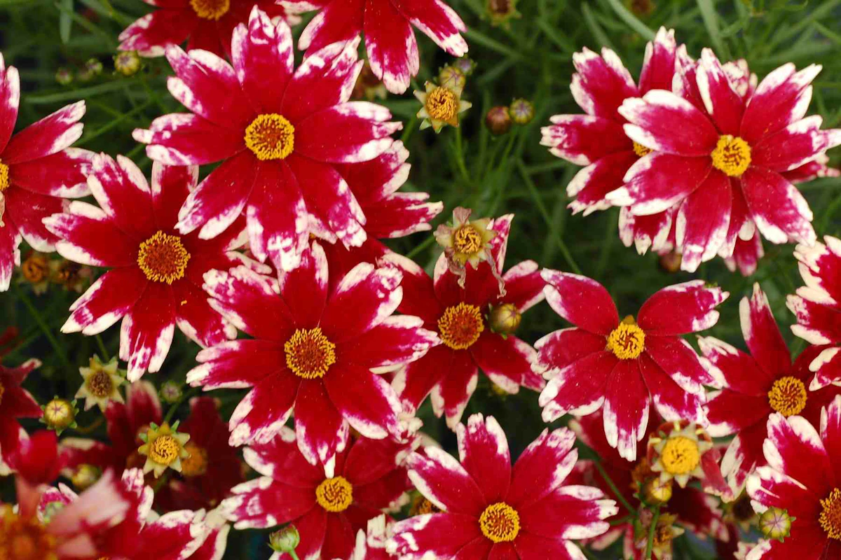 July themed gardens create a bright ruby sight to see | Total
