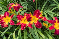 Hemerocallis ‘Ruby Spider’, 2017