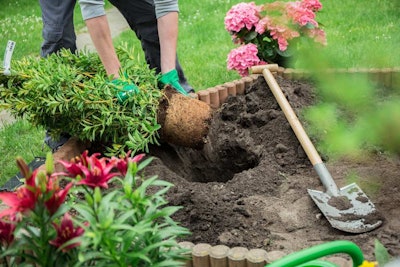 Landscaper planting a shrub into a flower garden