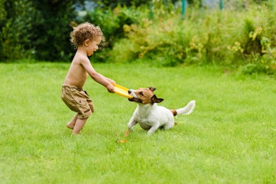 Little Boy Playing In Landscaped Lawn With A Puppy Who Has Yellow Frisbee In His Mouth And The Child Is Holding On To The Other Side Of It