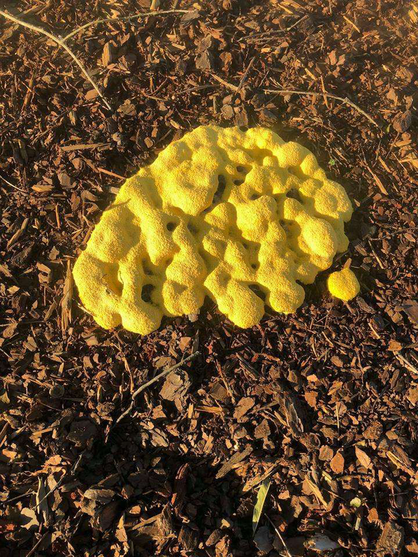 Slime Mold Looks Nasty But Harmless To Landscaped Yards Total Landscape Care
