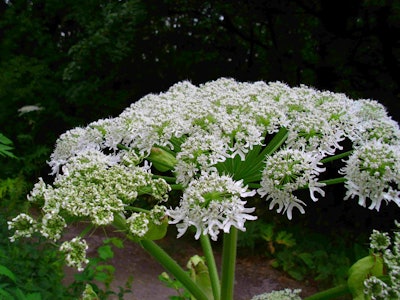 Giant hogweed Photo: Wikipedia