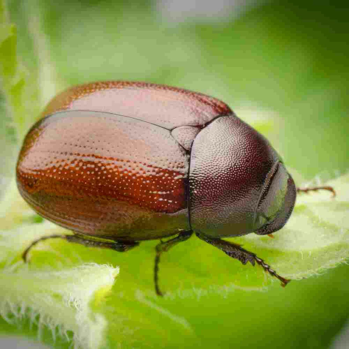 June bugs are here & their damage to your lawn is not cute