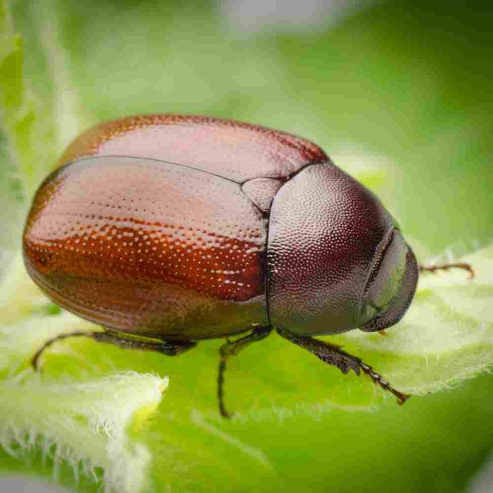 Download June bugs are here & their damage to your lawn is not cute ...
