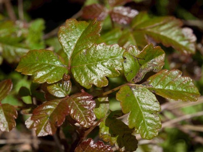 Pacific poison oak Photo: Wikipedia