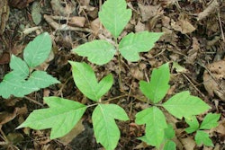 Poison_Ivy_Leaves