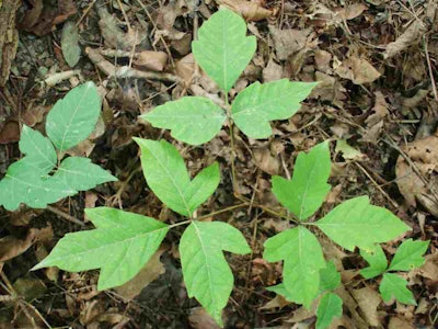 Poison ivy Photo: Wikipedia