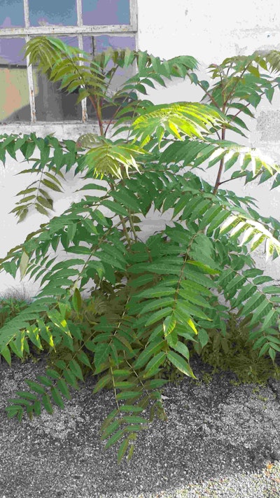 Poison sumac Photo: Wikipedia