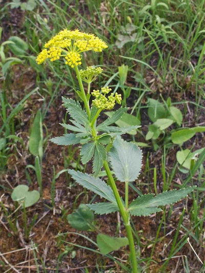 Wild parsnip Photo: Wikipedia
