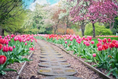 circle pavers on a path through out a garden that is aligned by pink tulips