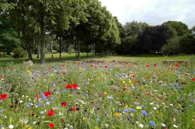 photo of a a colorful prairie meadow