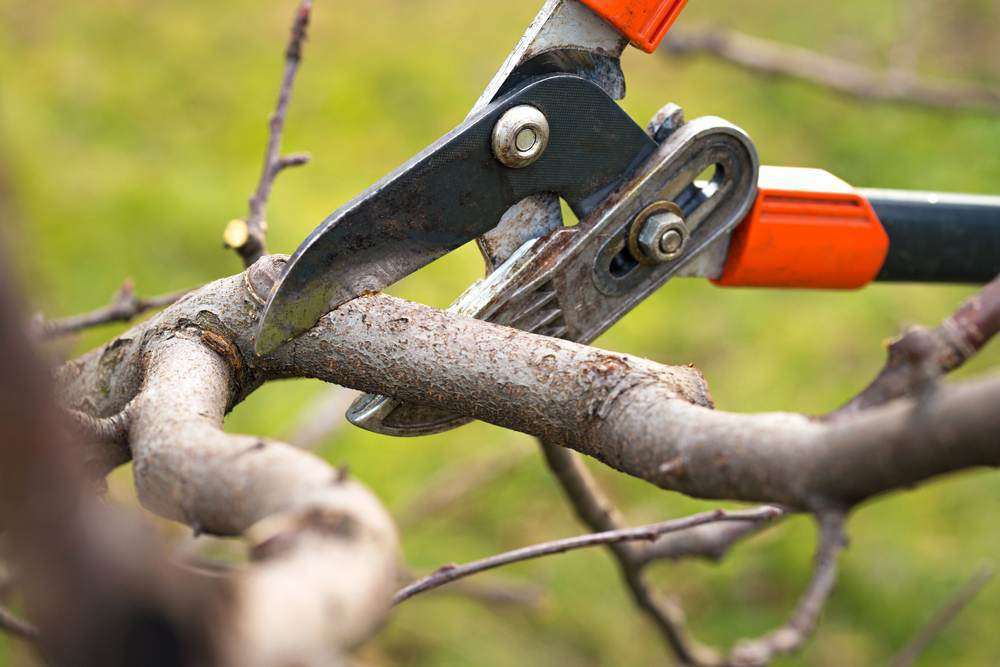 pruning-tree
