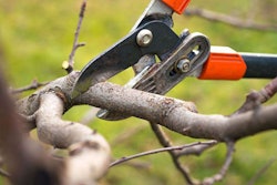 pruning-tree