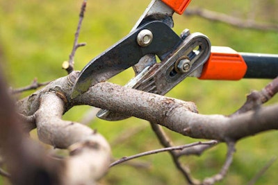 Close up of pruning sheers gripped onto a small tree limb