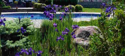 close up of purple bulbs planted between tall grass and shrubs with brick paver patio that surrounds an in-ground pool behind a residential home