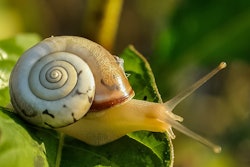 snail-on-plant