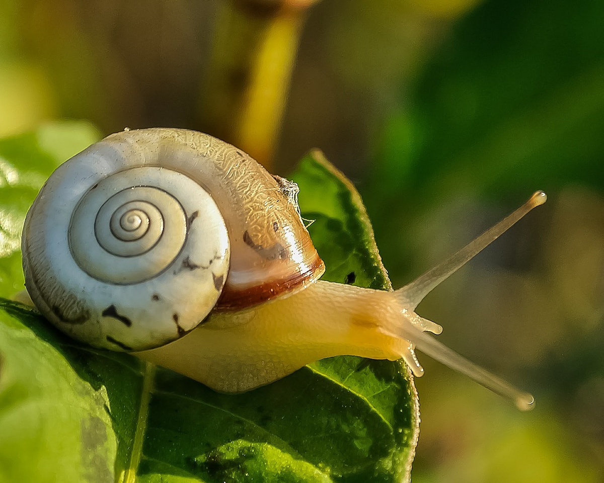 A Little Snail Book: Hide-and-Seek