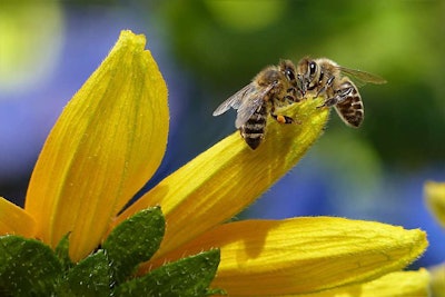 close up of two bumble bees on a yellow bulb facing each other