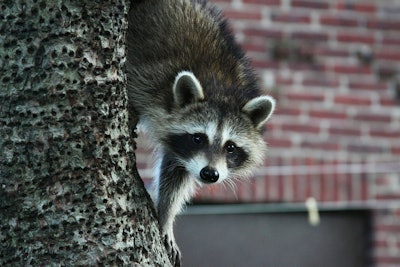 Raccoon climbing down a tree