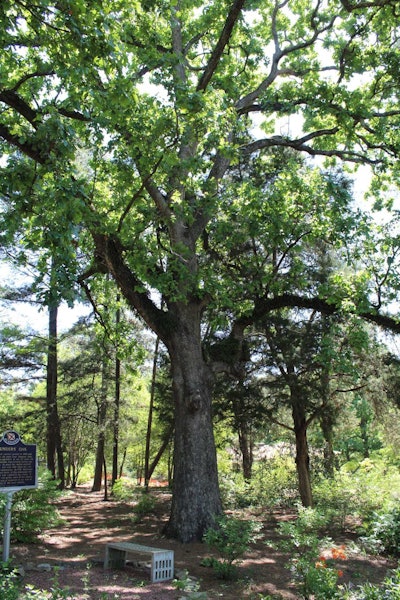 Pictured is the Founders’ Oak, located in the Donald E. Davis Arboretum. Photo: Beth Hyatt