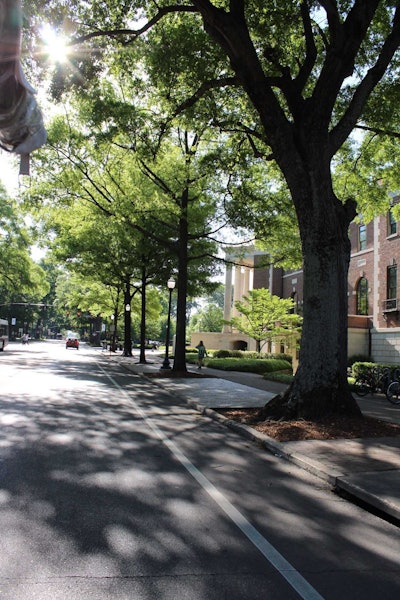 Many of the oaks lining this portion of campus were planted in memory of World War I veterans from Tuscaloosa who were killed in action. Photo: Beth Hyatt