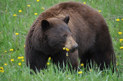 Close up photo of a Brown Bear in field eating yellow wild flowers