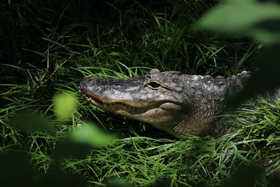 Close up of an alligator's head hiding in green rich grass