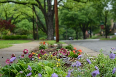 photo of a hellstrip that has wildflowers of multiple colors planted in it that look trampled over
