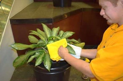 Dusting leaves of an indoor potted plant