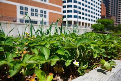 Urban rooftop garden