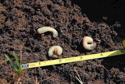 White grubs can be controlled with summer applications of Merit, but the most effective control is achieved when applications are made at the high rate after the adults are seen in July and August. Photo: Dr. Zac Reicher, Bayer