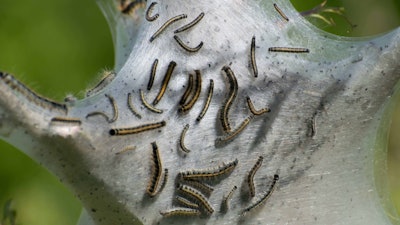 Eastern tent caterpillar webs are found in the late spring and summer. Photo: Logan Ward/Flickr