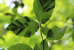 beech-leaf-disease