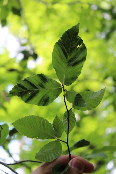 Photo: Ohio DNR Division of Forestry