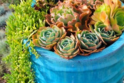Succulents-in-pot