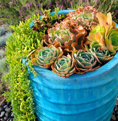 Photo: Urban Oasis Landscape Design