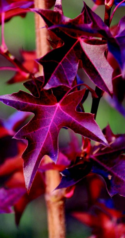 Urban Sunset Maple Photo: Farwest