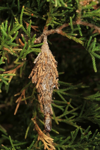 Bagworms disguise themselves on evergreen trees. Photo: Judy Gallagher/Flickr