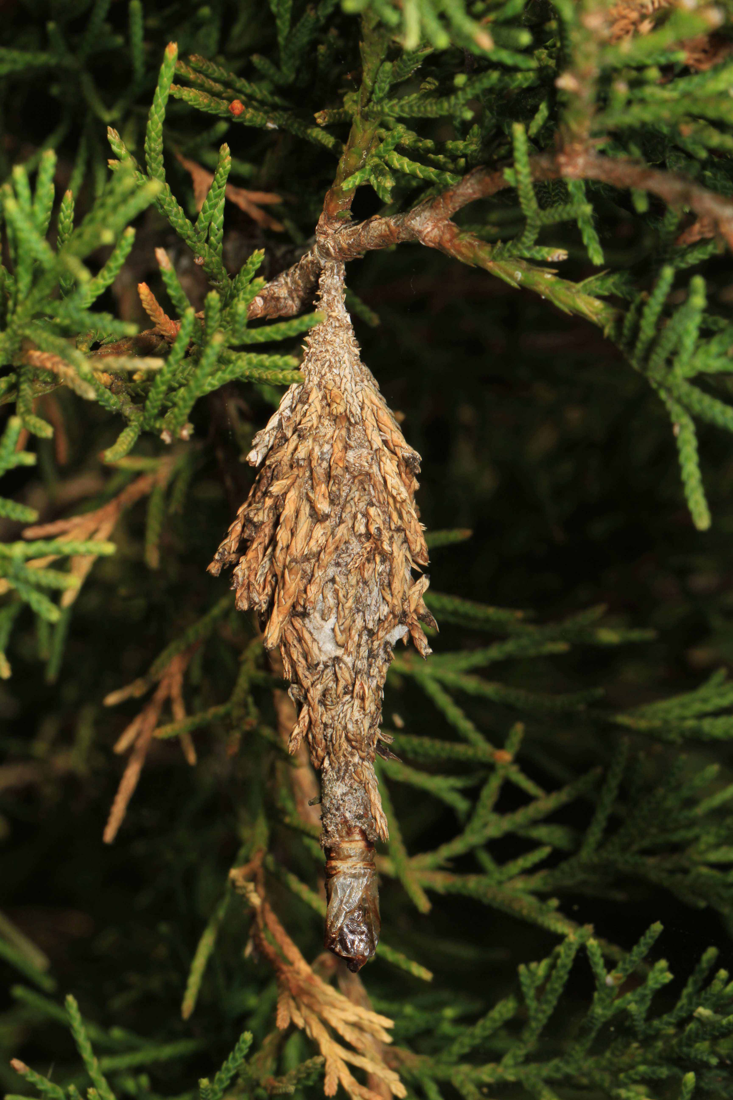 Bagworms Versus Webworms What S The Difference Total Landscape Care Bagworms Versus Webworms What S The Difference Total Landscape Care